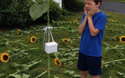 Every Year My Son Planted Sunflowers for His Twin Sister – One Morning, We Found Every Flower Cut Down Except One, with a Small White Box Hanging from It